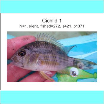 Cichlid 1.png